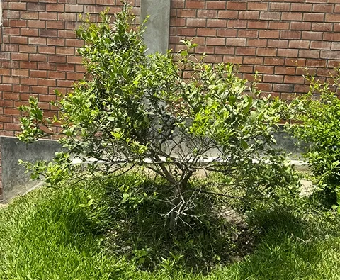 Explora nuestro huerto de frutales en el área verde. Disfruta de la frescura y los sabores naturales durante tu estancia de alquiler en Cieneguilla.