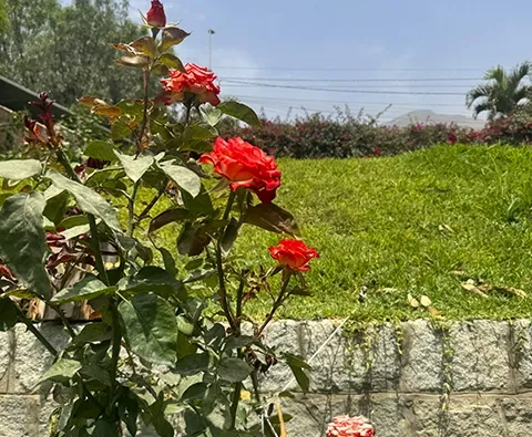 Explora los rosales en nuestro encantador jardín. La belleza natural de los rosales añade un toque especial a la experiencia en nuestra Casa de Campo.